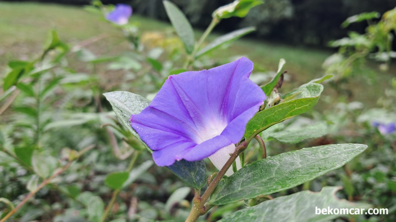 일산 정발산 길가에 있는 꽃 이다. 나팔꽃, 모닝글로리?, 확실하지 않지만 모닝글로리 라는 꽃 인것 같다. 오다 가다 길거리에서 만나는 다양하 꽃 들중 하나이다.|베콤카 중고차구매진단