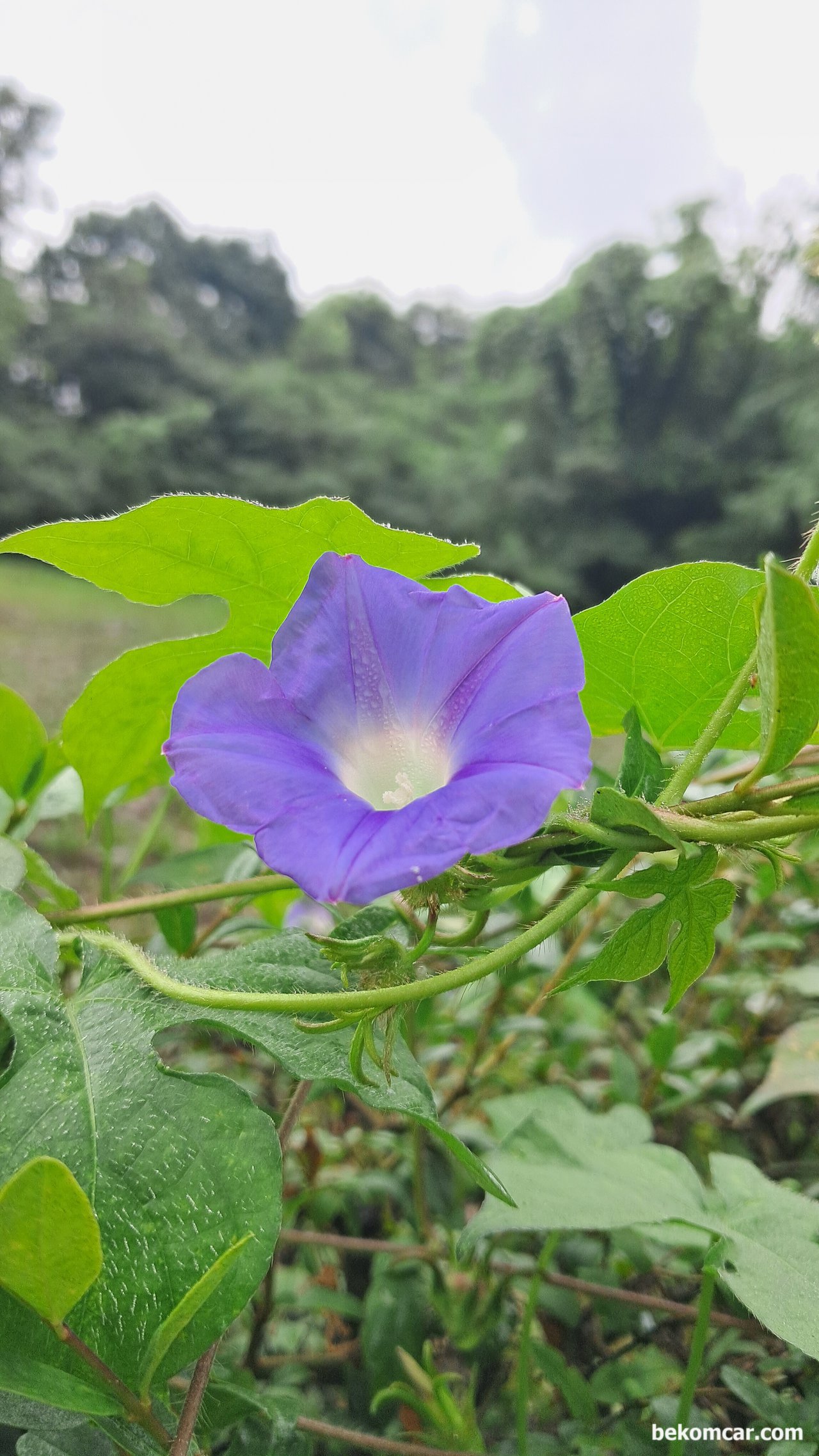 일산 정발산 길가에 있는 꽃 이다. 나팔꽃, 모닝글로리?, 확실하지 않지만 모닝글로리 라는 꽃 인것 같다. 오다 가다 길거리에서 만나는 다양하 꽃 들중 하나이다.|베콤카 중고차구매진단