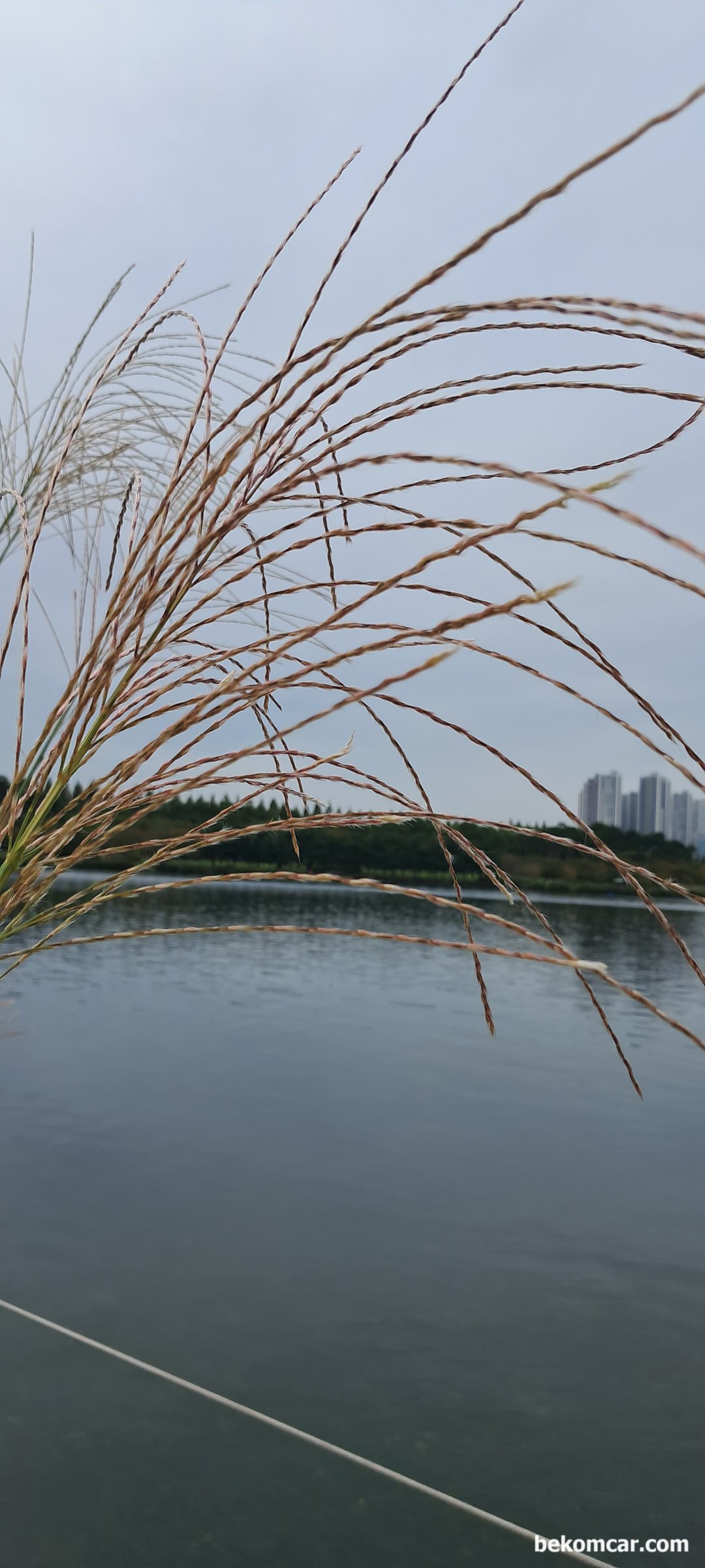 어느 가을 날 일산 호수공원 모습, 호수공원 과 갈대, 일산의 가을이다.|베콤카 중고차구매진단