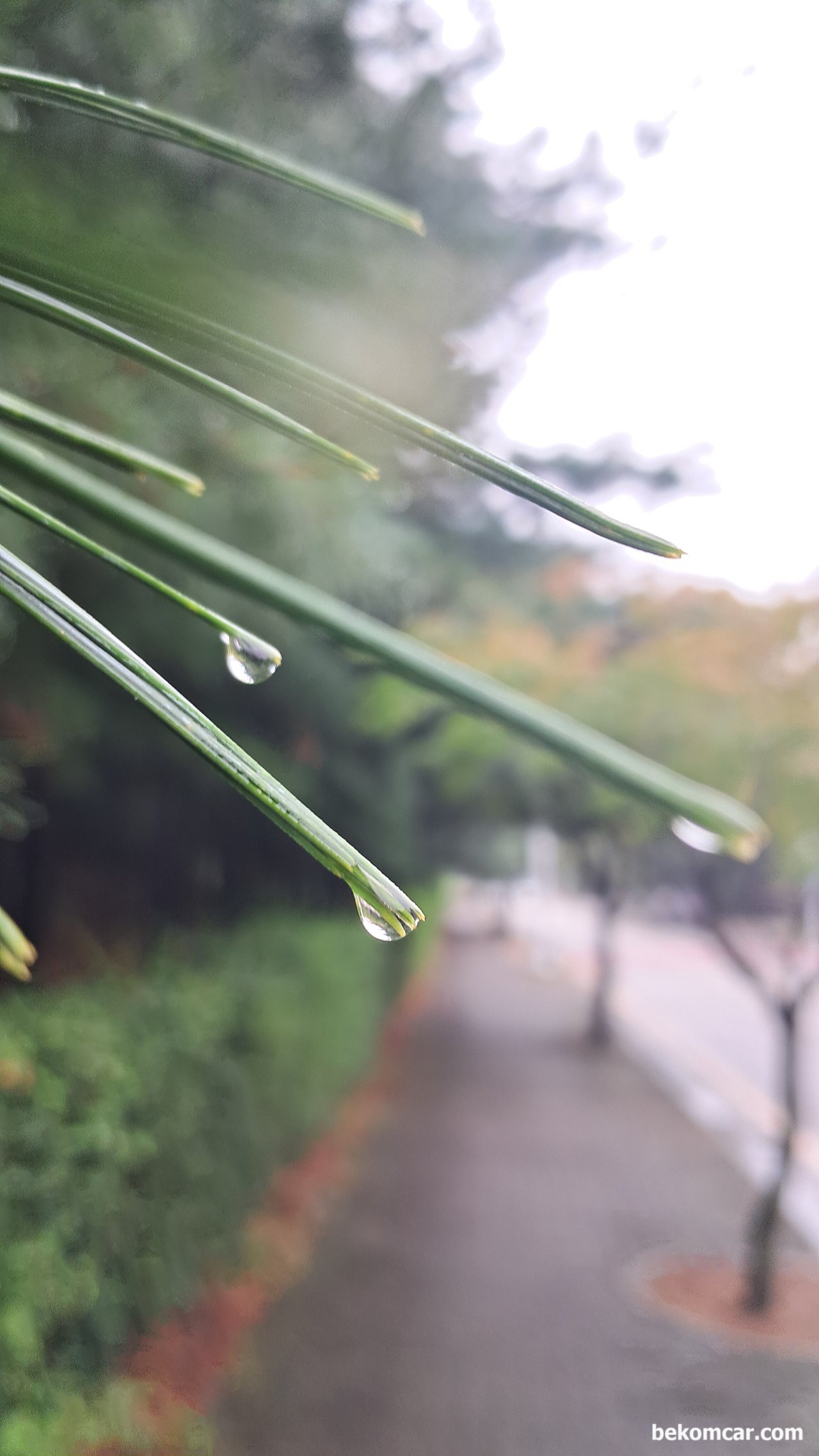 늦 여름의 비오는 일산의 거리, 늦 여름의 비오는 일산의 거리|베콤카 중고차구매진단