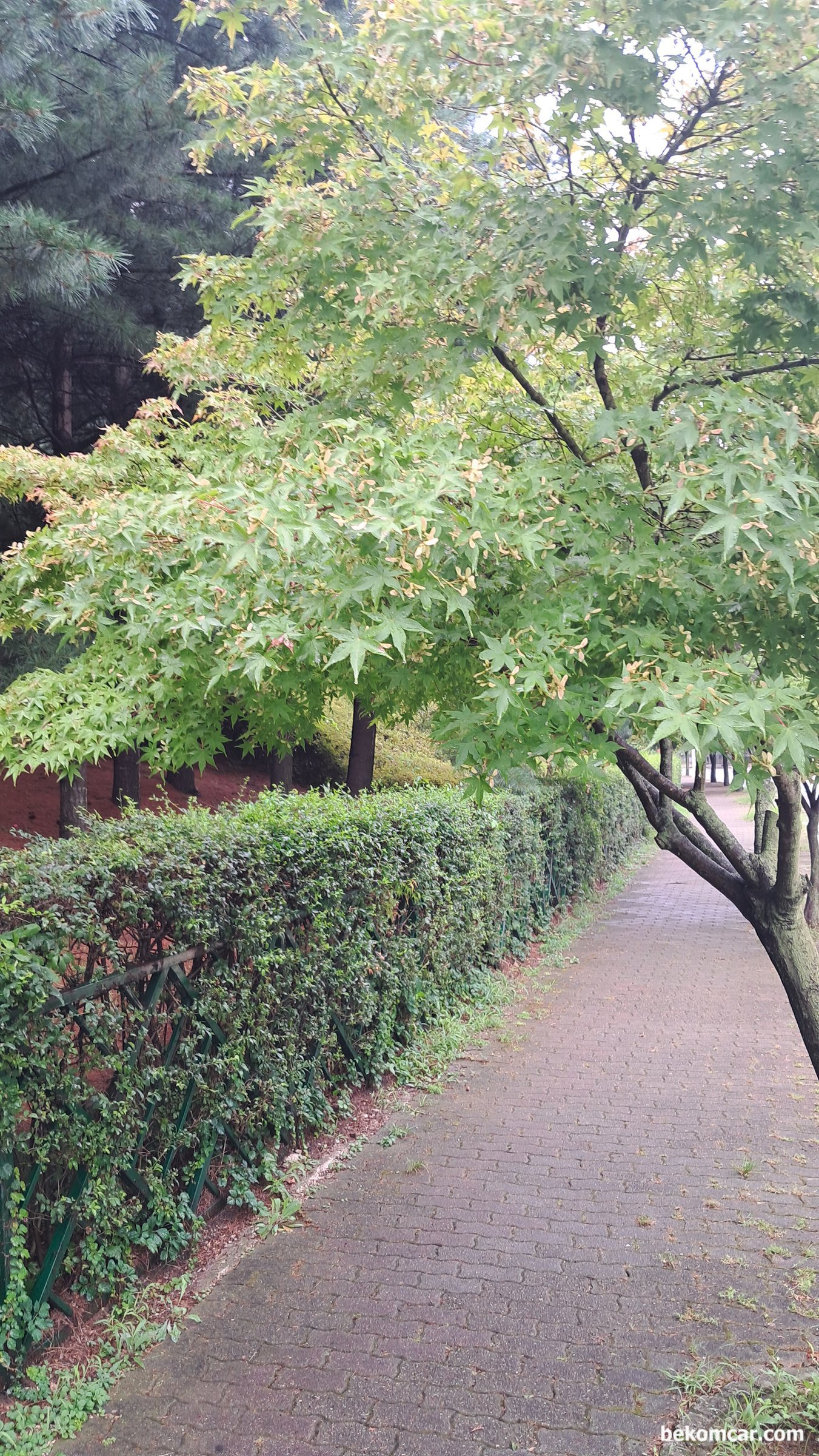 일산의 여름 과 가을사이 감 아 많이 자랐다, 일산 정발산 산책길의 모습이다. 멀리서 그냥 보면 특이한것이 없지만, 자세히 보면 모든것 이 다 아름답다.|ベコムカー (bekomcar)