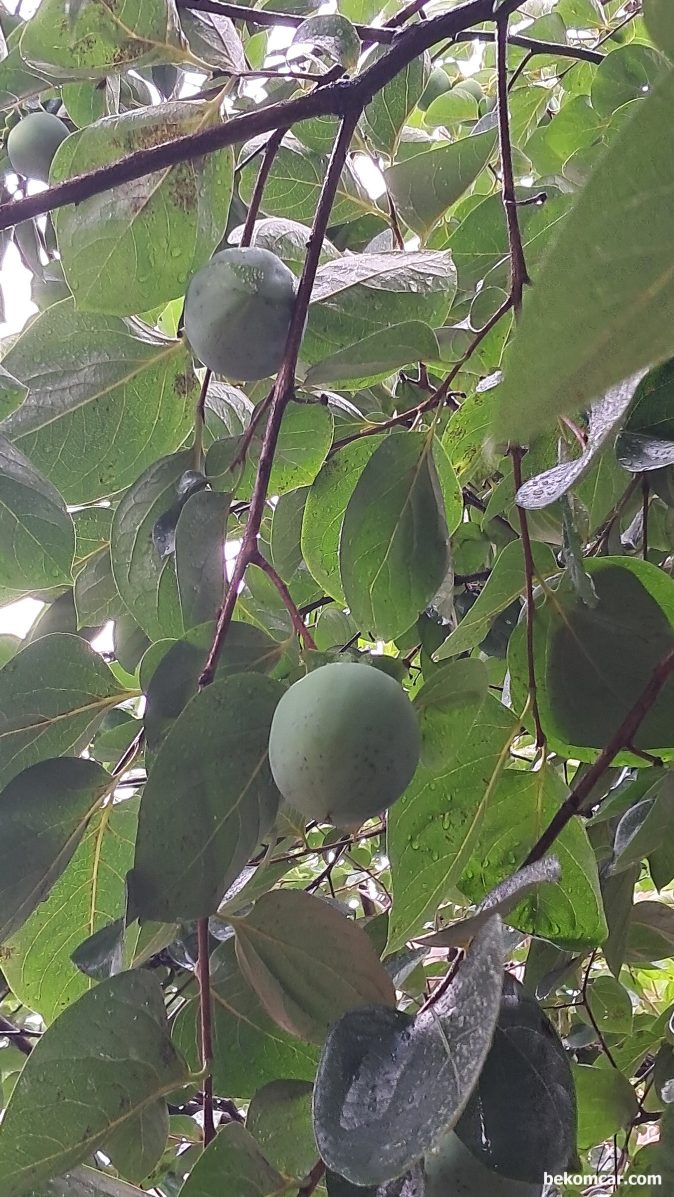 일산의 여름 과 가을사이 감 아 많이 자랐다, 다른 각도에서 바라본 감 이다. 동네에 있는 감나무에 많은 감 이 자라고 있다.|ベコムカー (bekomcar)