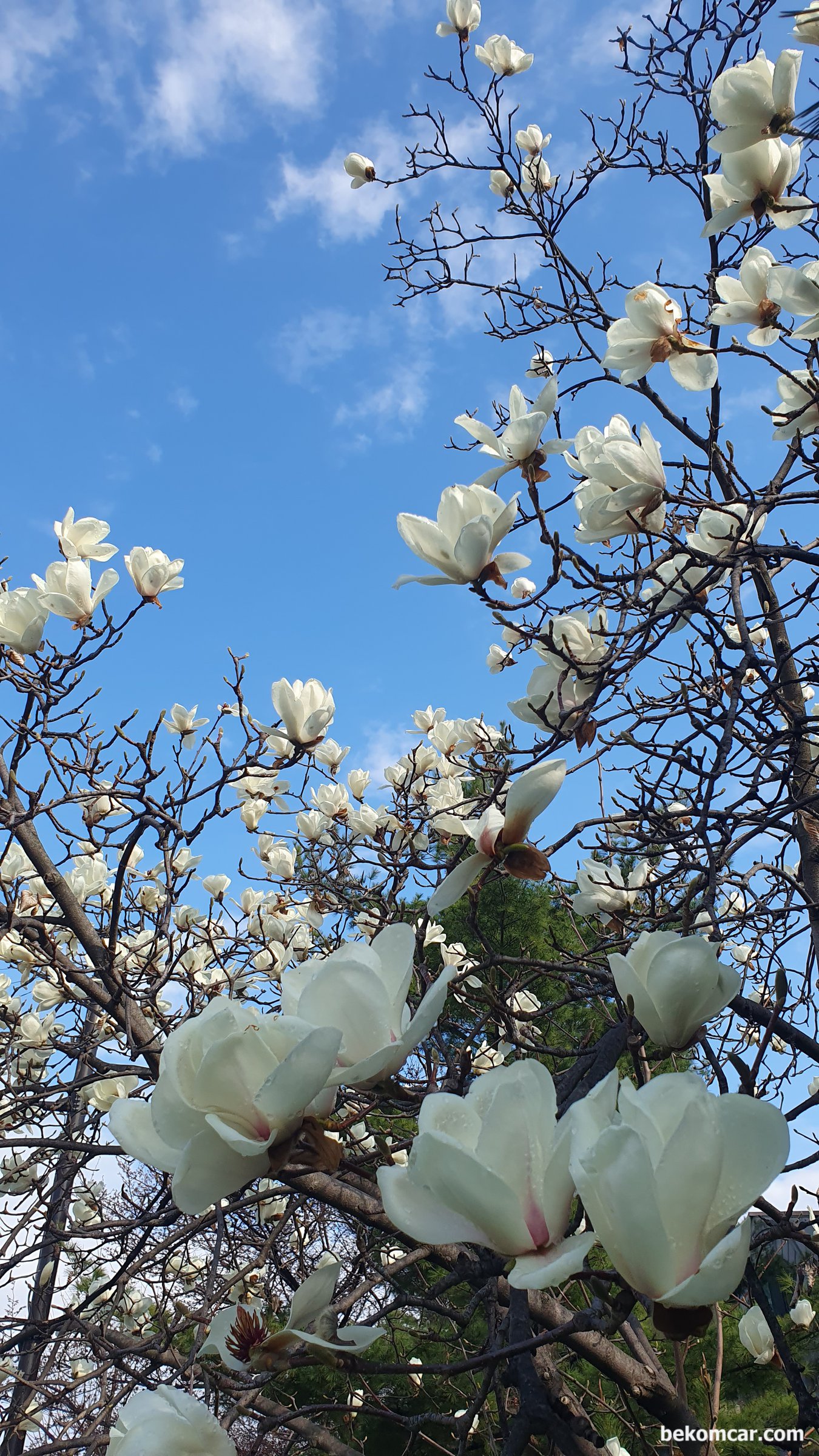 일산의 봄, 2026년도 찾아왔다, |بيكومكار  (bekomcar)