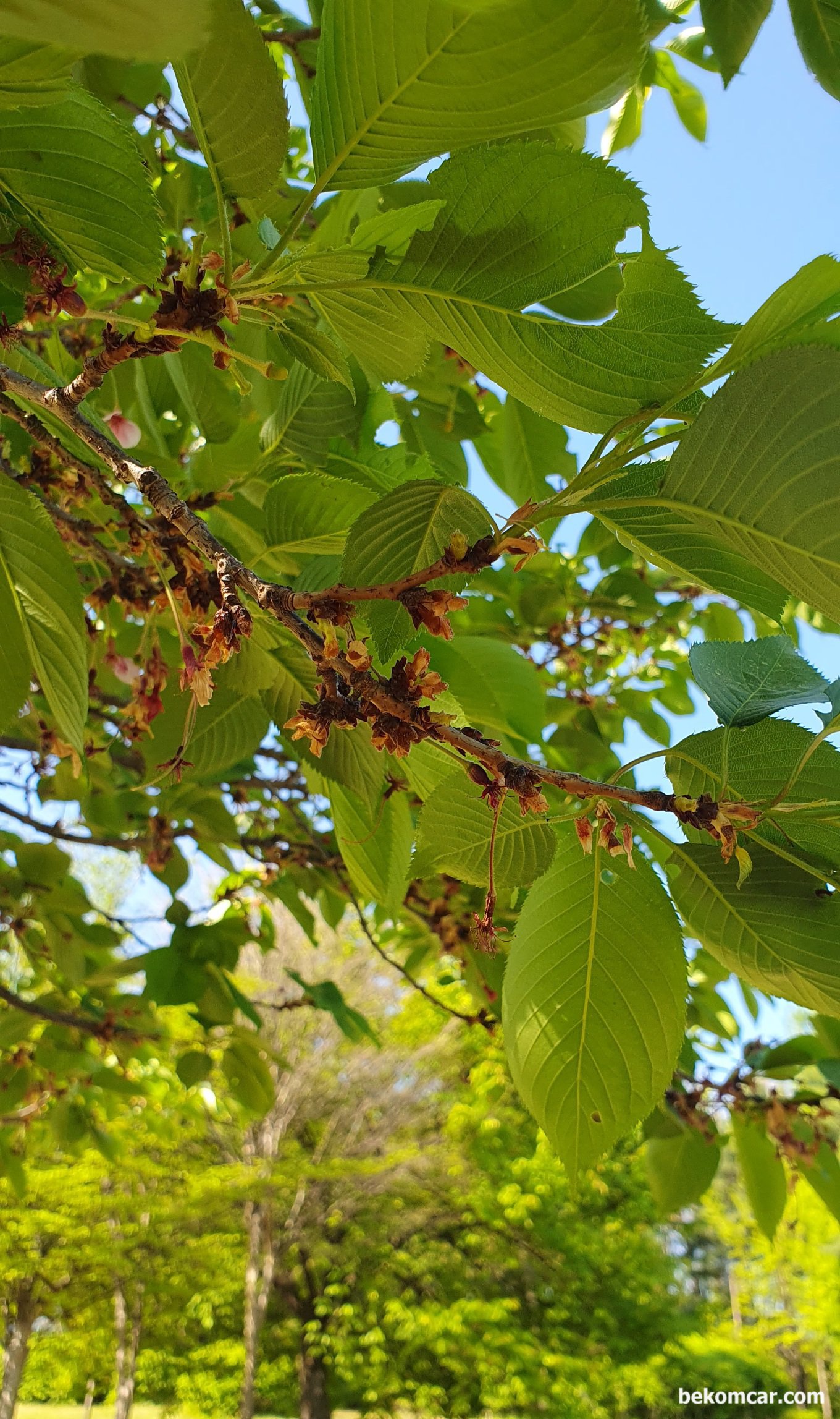 오늘의 일산 모습, |bekomcar.com