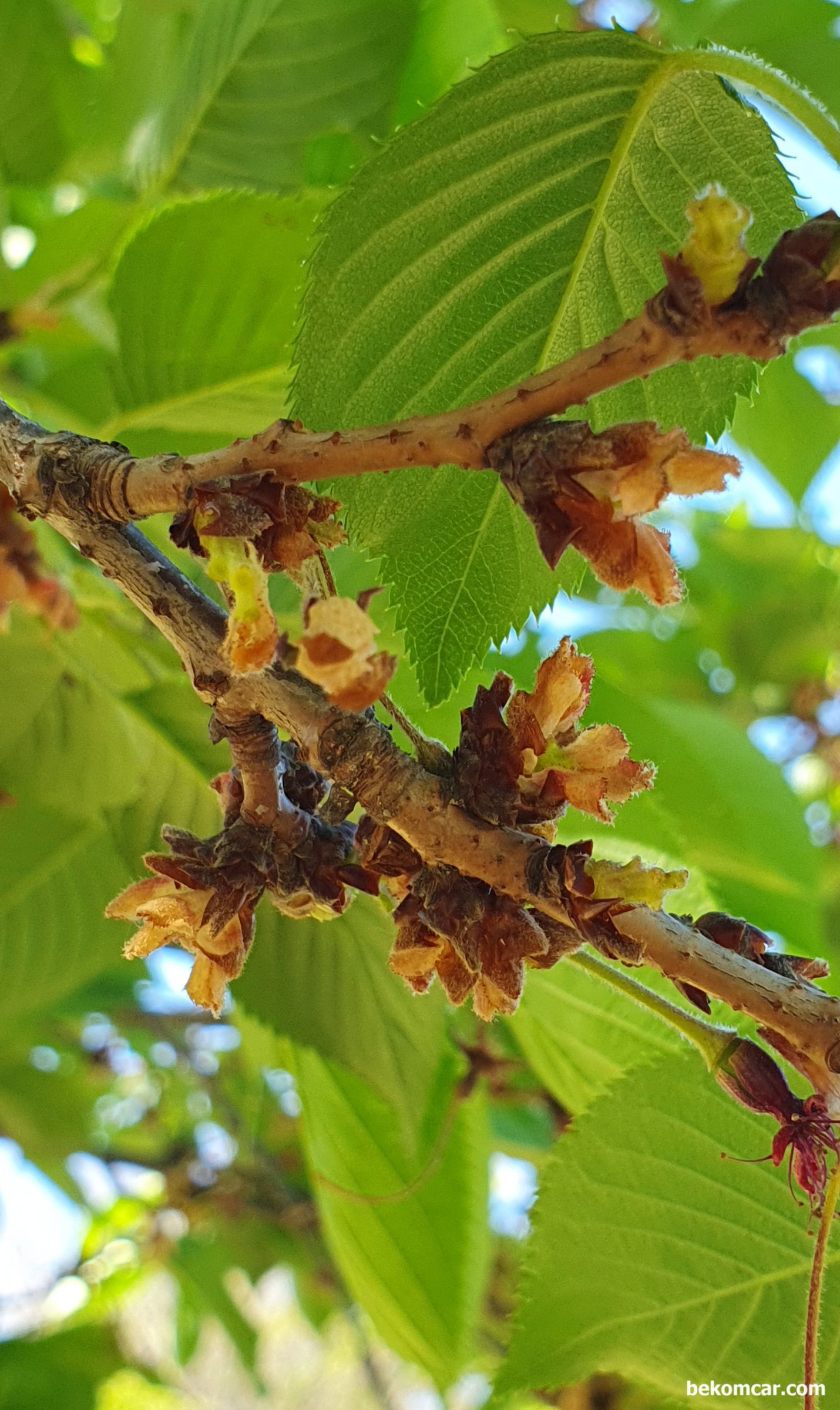 오늘의 일산 모습, |bekomcar.com