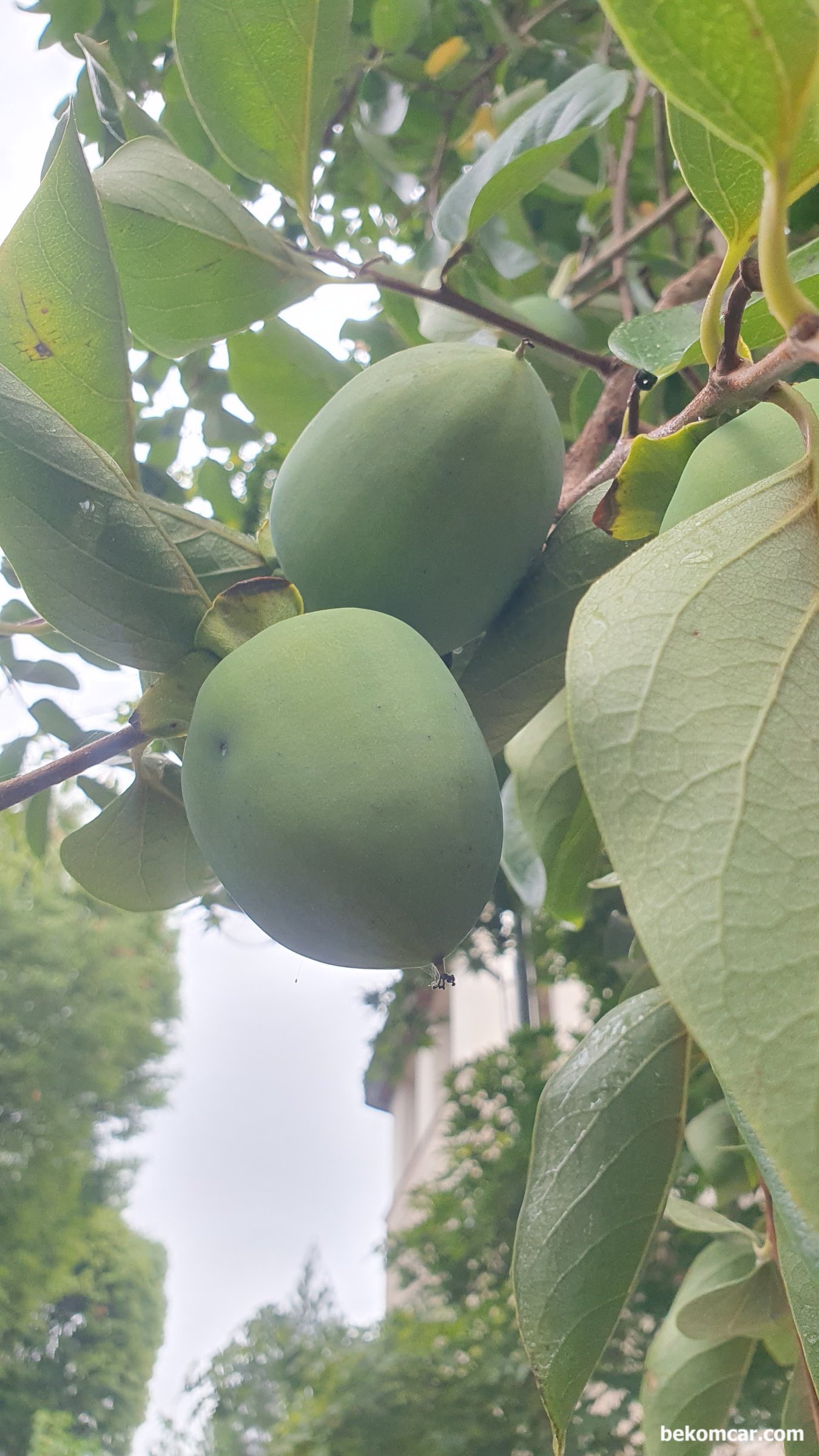 시간은 변함없다. 가을비도 반갑다, |贝科姆汽车 (bekomcar)