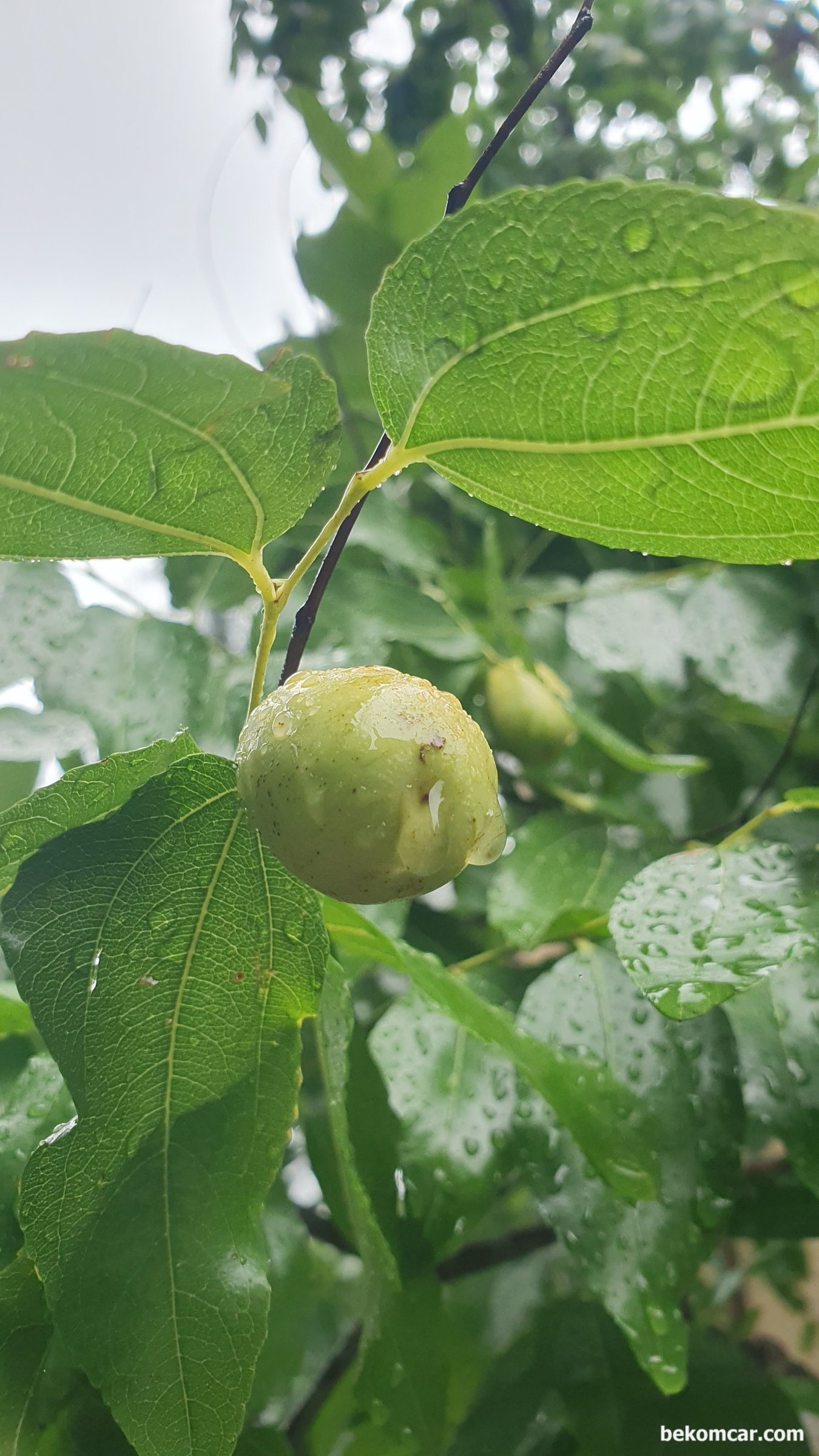 시간은 변함없다. 가을비도 반갑다, |贝科姆汽车 (bekomcar)