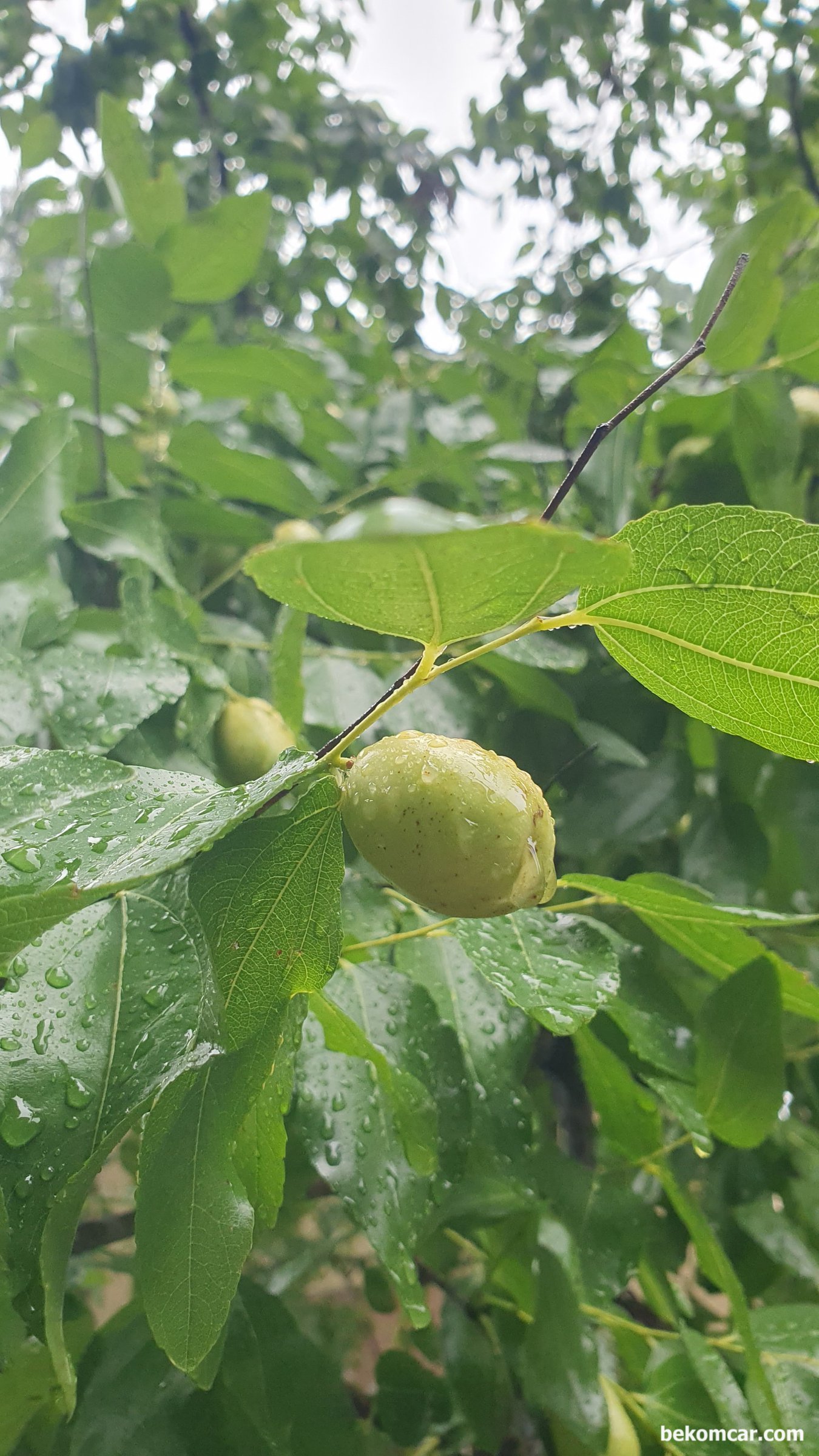 시간은 변함없다. 가을비도 반갑다, |贝科姆汽车 (bekomcar)